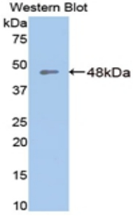 Aspartate Aminotransferase Antibody - Western blot of recombinant Aspartate Aminotransferase.  This image was taken for the unconjugated form of this product. Other forms have not been tested.