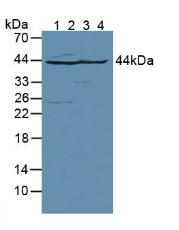 Aspartate Aminotransferase Antibody - Western Blot; Sample: Lane1: Rat Brain Tissue; Lane2: Rat Heart Tissue; Lane3: Rat Liver Tissue; Lane4: Rat Kidney Tissue.