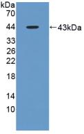 Aspartate Aminotransferase Antibody - Western Blot; Sample: Recombinant AST, Rat.
