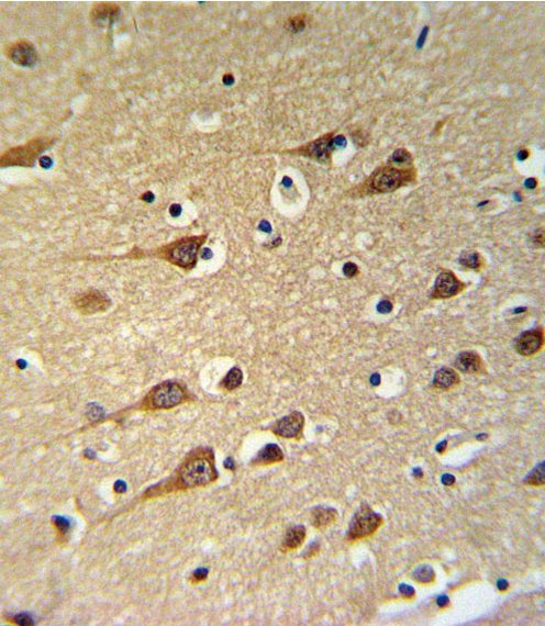 Aspartate Aminotransferase Antibody - GOT1 Antibody IHC of formalin-fixed and paraffin-embedded brain tissue followed by peroxidase-conjugated secondary antibody and DAB staining.