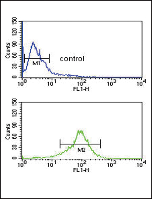 Aspartate Aminotransferase Antibody - GOT1 Antibody flow cytometry of MDA-MB435 cells (bottom histogram) compared to a negative control cell (top histogram). FITC-conjugated goat-anti-rabbit secondary antibodies were used for the analysis.