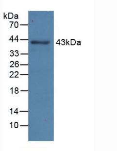 Aspartate Aminotransferase Antibody - Western Blot; Sample: Recombinant AST, Mouse.