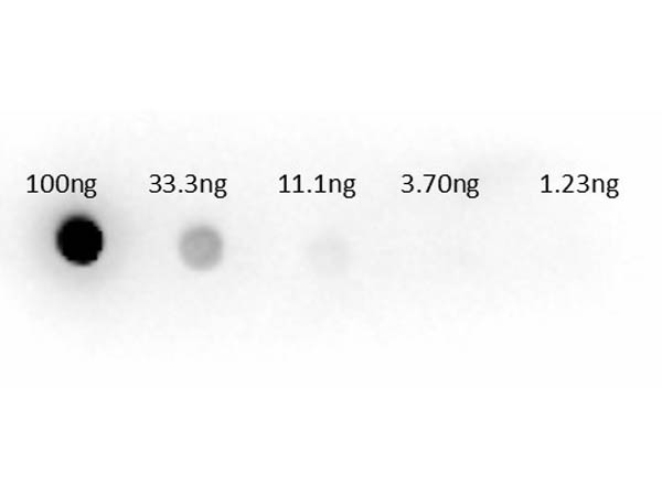 Aspartate Aminotransferase Antibody - Dot Blot of Sheep anti-Aspartate Transaminase Antibody. Lane 1: 100ng. Lane 2: 33.3ng. Lane 3: 11.1ng. Lane 4: 3.7ng. Lane 5: 1.23ng. Secondary Antibody: Sh-a-Aspartate Transaminase (AST) HRP 200-603-144 at 1µg/mL. Blocking Buffer: BlockOut MB-073 for 30 min at RT.