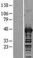 Aspartate Aminotransferase Protein - Western validation with an anti-DDK antibody * L: Control HEK293 lysate R: Over-expression lysate