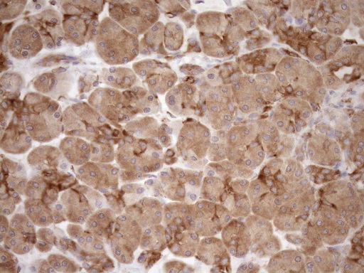 ASPDH Antibody - Immunohistochemical staining of paraffin-embedded Human pancreas tissue within the normal limits using anti-ASPDH mouse monoclonal antibody. (Heat-induced epitope retrieval by 1mM EDTA in 10mM Tris buffer. (pH8.5) at 120°C for 3 min. (1:150)