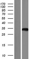 ASPDH Protein - Western validation with an anti-DDK antibody * L: Control HEK293 lysate R: Over-expression lysate