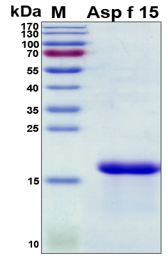 Asp f 15 Protein - SDS-PAGE under reducing conditions and visualized by Coomassie blue staining
