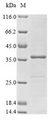 mitF Protein - (Tris-Glycine gel) Discontinuous SDS-PAGE (reduced) with 5% enrichment gel and 15% separation gel.
