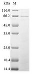 gox / Glucose Oxidase Protein - (Tris-Glycine gel) Discontinuous SDS-PAGE (reduced) with 5% enrichment gel and 15% separation gel.