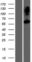 ASPG Protein - Western validation with an anti-DDK antibody * L: Control HEK293 lysate R: Over-expression lysate