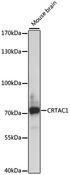ASPIC1 / CRTAC1 Antibody - Western blot analysis of extracts of mouse brain using CRTAC1 Polyclonal Antibody at dilution of 1:1000.