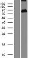 ASPIC1 / CRTAC1 Protein - Western validation with an anti-DDK antibody * L: Control HEK293 lysate R: Over-expression lysate