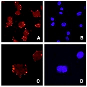 ASPN / Asporin Antibody - Antibody staining of ATDC5 cells (Panels A and C) and DAPI (panels B and D).