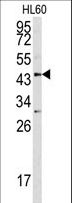 ASPN / Asporin Antibody - Western blot of ASPN antibody in HL60 cell line lysates(35 ug/lane). ASPN (arrow) was detected using the purified antibody.