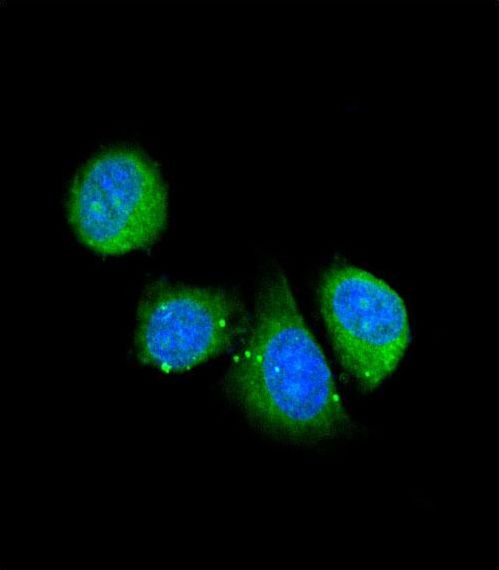 ASPN / Asporin Antibody - Confocal immunofluorescence of ASPN Antibody with 293 cell followed by Alexa Fluor 488-conjugated goat anti-rabbit lgG (green). DAPI was used to stain the cell nuclear (blue).