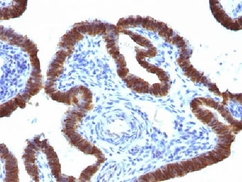 ASRGL1 Antibody - IHC testing of FFPE human fallopian tube with ASRGL1 antibody (clone CRASH/1289). Required HIER: steam sections in 10mM Tris with 1mM EDTA, pH9, for 10-20 min.
