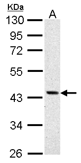 ASS1 / ASS Antibody - ASS1 antibody detects ASS1 protein by Western blot analysis. A. 30 ug A431 whole cell lysate/extract. 10 % SDS-PAGE. ASS1 antibody dilution:1:1000