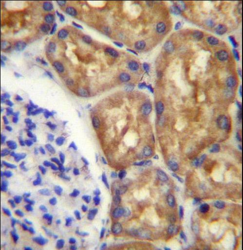 ASS1 / ASS Antibody - ASS1 Antibody immunohistochemistry of formalin-fixed and paraffin-embedded human kidney tissue followed by peroxidase-conjugated secondary antibody and DAB staining.