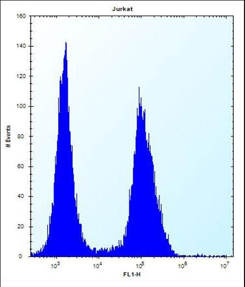 ASS1 / ASS Antibody - ASS1 Antibody flow cytometry of Jurkat cells (right histogram) compared to a negative control cell (left histogram). FITC-conjugated donkey-anti-rabbit secondary antibodies were used for the analysis.