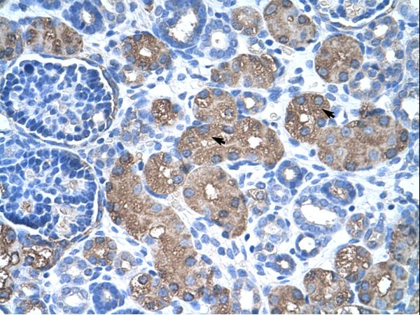 ASS1 / ASS Antibody - ASS1 antibody ASS Antibody was used in IHC to stain formalin-fixed, paraffin-embedded human kidney.  This image was taken for the unconjugated form of this product. Other forms have not been tested.