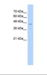 ASS1 / ASS Antibody - HepG2 cell lysate. Antibody concentration: 2.5 ug/ml. Gel concentration: 12%.  This image was taken for the unconjugated form of this product. Other forms have not been tested.