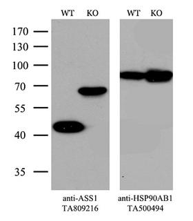 ASS1 / ASS Antibody - Equivalent amounts of cell lysates  and ASS1-Knockout Hela cells  were separated by SDS-PAGE and immunoblotted with anti-ASS1 monoclonal antibodyThen the blotted membrane was stripped and reprobed with anti-HSP90AB1 antibody  as a loading control. (1:500)