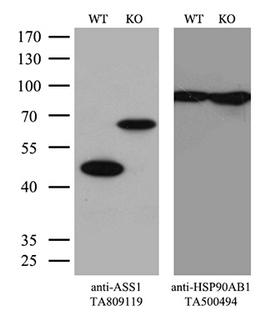 ASS1 / ASS Antibody - Equivalent amounts of cell lysates  and ASS1-Knockout Hela cells  were separated by SDS-PAGE and immunoblotted with anti-ASS1 monoclonal antibodyThen the blotted membrane was stripped and reprobed with anti-HSP90AB1 antibody  as a loading control. (1:500)