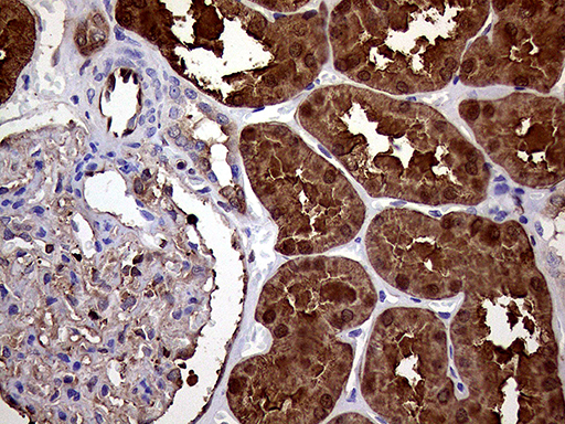 ASS1 / ASS Antibody - Immunohistochemical staining of paraffin-embedded Human Kidney tissue within the normal limits using anti-ASS1 mouse monoclonal antibody. (Heat-induced epitope retrieval by 1mM EDTA in 10mM Tris buffer. (pH8.5) at 120°C for 3 min. (1:2000)
