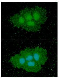 ASS1 / ASS Antibody - ICC/IF analysis of ASS1 in Hep3B cells line, stained with DAPI (Blue) for nucleus staining and monoclonal anti-human ASS1 antibody (1:100) with goat anti-mouse IgG-Alexa fluor 488 conjugate (Green).
