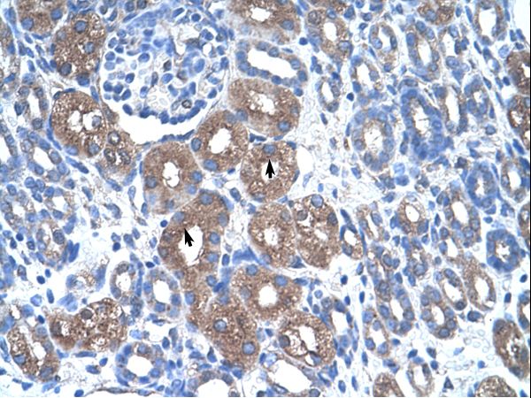 ASS1 / ASS Antibody - ASS1 antibody ASS Antibody was used in IHC to stain formalin-fixed, paraffin-embedded human kidney.  This image was taken for the unconjugated form of this product. Other forms have not been tested.