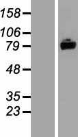 ASTE1 Protein - Western validation with an anti-DDK antibody * L: Control HEK293 lysate R: Over-expression lysate