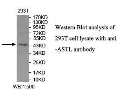 ASTL Antibody - Western blot of ASTL antibody