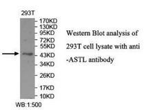 ASTL Antibody - Western blot of ASTL antibody