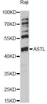 ASTL Antibody - Western blot analysis of extracts of Raji cells, using ASTL antibody at 1:1000 dilution. The secondary antibody used was an HRP Goat Anti-Rabbit IgG (H+L) at 1:10000 dilution. Lysates were loaded 25ug per lane and 3% nonfat dry milk in TBST was used for blocking. An ECL Kit was used for detection and the exposure time was 60s.