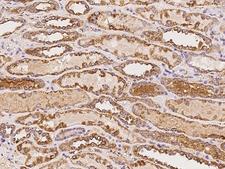 ASTL Antibody - Immunochemical staining of human ASTL in human kidney with rabbit polyclonal antibody at 1:100 dilution, formalin-fixed paraffin embedded sections.