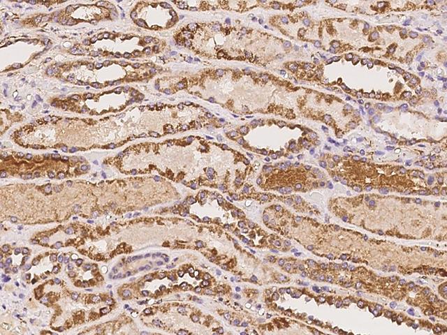 ASTL Antibody - Immunochemical staining of human ASTL in human kidney with rabbit polyclonal antibody at 1:100 dilution, formalin-fixed paraffin embedded sections.