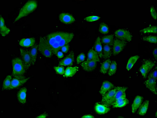 ASTN2 Antibody - Immunofluorescent analysis of HepG2 cells using ASTN2 Antibody at a dilution of 1:100 and Alexa Fluor 488-congugated AffiniPure Goat Anti-Rabbit IgG(H+L)
