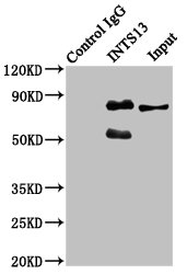 ASUN / C12orf11 Antibody - Immunoprecipitating INTS13 in Hela whole cell lysate Lane 1: Rabbit control IgG instead of INTS13 Antibody in Hela whole cell lysate.For western blotting, a HRP-conjugated Protein G antibody was used as the secondary antibody (1/2000) Lane 2: INTS13 Antibody (6µg) + Hela whole cell lysate (500µg) Lane 3: Hela whole cell lysate (20µg)
