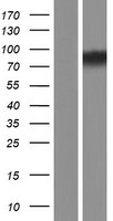 ASUN / C12orf11 Protein - Western validation with an anti-DDK antibody * L: Control HEK293 lysate R: Over-expression lysate