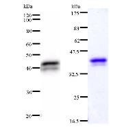 ASXL1 Antibody - Left : Western blot analysis of immunized recombinant protein, using anti-ASXL1 monoclonal antibody. Right : CBB staining of immunized recombinant protein.