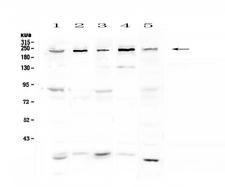 ASXL1 Antibody - Western blot - Anti-ASXL1 Picoband antibody