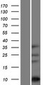 ASXL1 Protein - Western validation with an anti-DDK antibody * L: Control HEK293 lysate R: Over-expression lysate