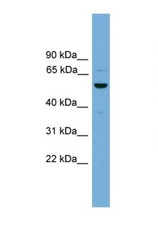ASZ1 / Orf3 Antibody - ASZ1 antibody Western blot of 1 Cell lysate. Antibody concentration 1 ug/ml. This image was taken for the unconjugated form of this product. Other forms have not been tested.