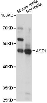 ASZ1 / Orf3 Antibody - Western blot analysis of extracts of various cell lines, using ASZ1 antibody at 1:1000 dilution. The secondary antibody used was an HRP Goat Anti-Rabbit IgG (H+L) at 1:10000 dilution. Lysates were loaded 25ug per lane and 3% nonfat dry milk in TBST was used for blocking. An ECL Kit was used for detection and the exposure time was 1s.