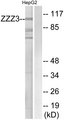 ATAC1 / ZZZ3 Antibody - Western blot analysis of lysates from HepG2 cells, using ZZZ3 Antibody. The lane on the right is blocked with the synthesized peptide.