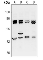 ATAC1 / ZZZ3 Antibody - Western blot analysis of ZZZ3 expression in A549 (A), HCT116 (B), H9C2 (C), AML12 (D) whole cell lysates.