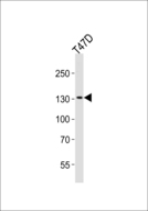 ATAD2 Antibody - Western blot of lysate from T47D cell line, using ATAD2 Antibody. Antibody was diluted at 1:1000 at each lane. A goat anti-rabbit IgG H&L (HRP) at 1:5000 dilution was used as the secondary antibody. Lysate at 35ug.