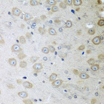 ATAD3A Antibody - Immunohistochemistry of paraffin-embedded mouse brain tissue.