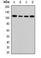 ATAD3A Antibody - Western blot analysis of ATAD3A expression in MCF7 (A); HepG2 (B); mouse liver (C); mouse brain (D) whole cell lysates.
