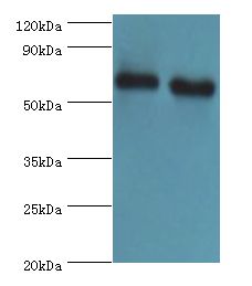 ATAD3B Antibody - Western blot. All lanes: ATAD3B antibody at 2 ug/ml. Lane 1: Jurkat whole cell lysate. Lane 2: HeLa whole cell lysate. Secondary antibody: Goat polyclonal to rabbit at 1:10000 dilution. Predicted band size: 73 kDa. Observed band size: 73 kDa.